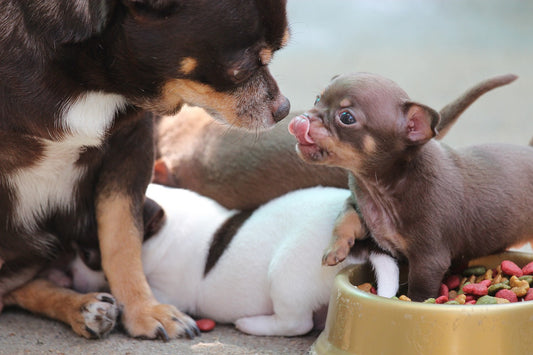 7 Questions to Help You Find the Right Dog Breed
