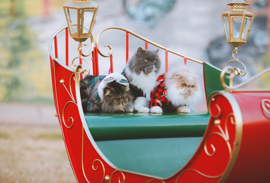 10 Festive Season Activities with Pets