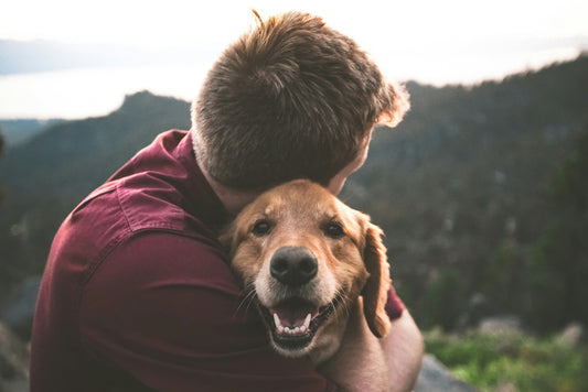 The Ultimate Guide to Pet Adoption