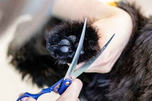 The Ultimate Pet Grooming Essentials for Every Type of Pet