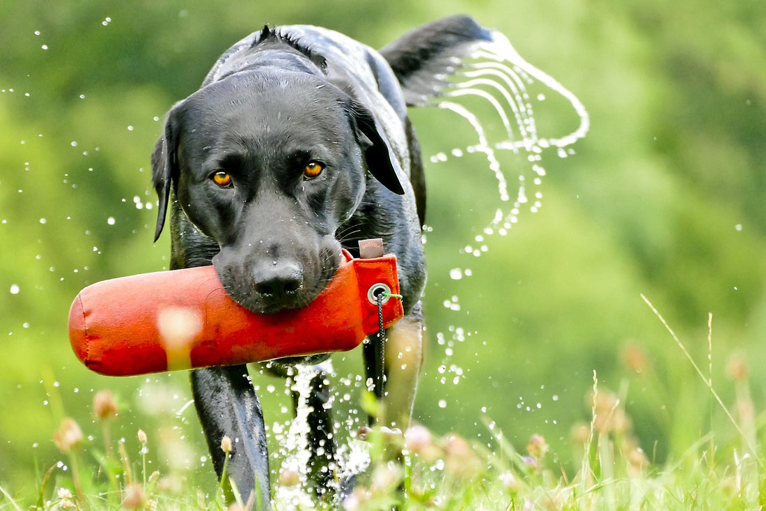 How to Effectively Train Your Pet
