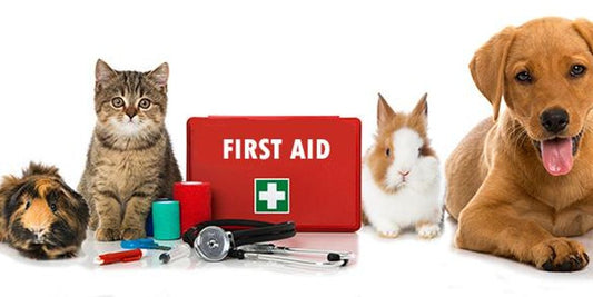 A Comprehensive Guide to Pet First Aid