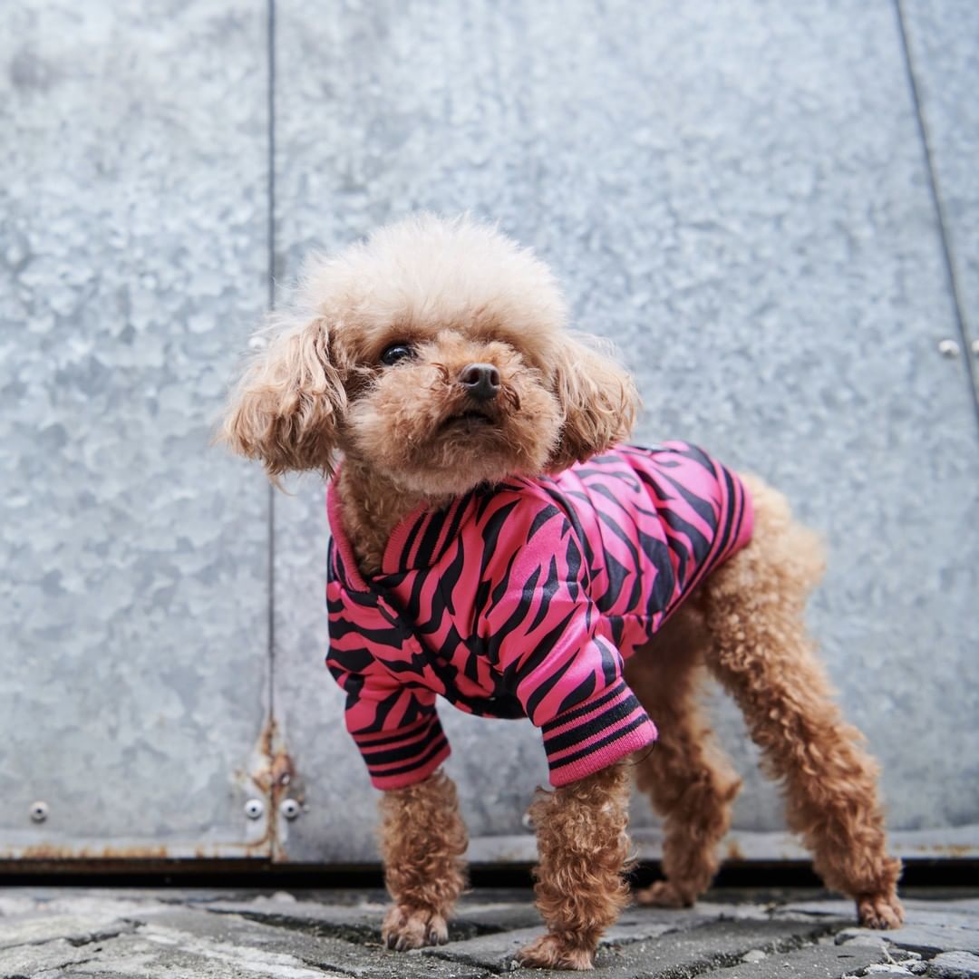 Pink Zebra Dog Jacket