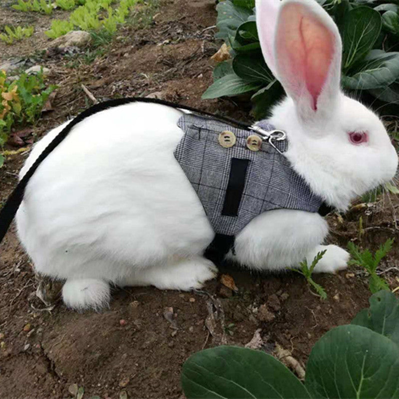 Rabbit Dress And Leash