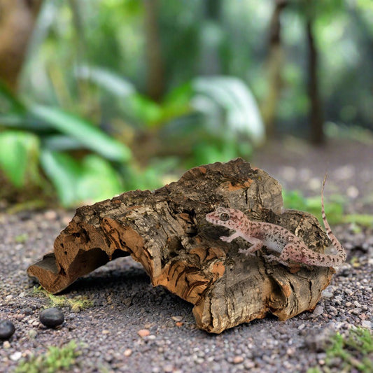 Terrarium Bark Decoration