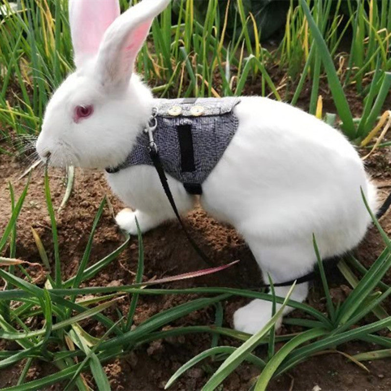 Rabbit Dress And Leash