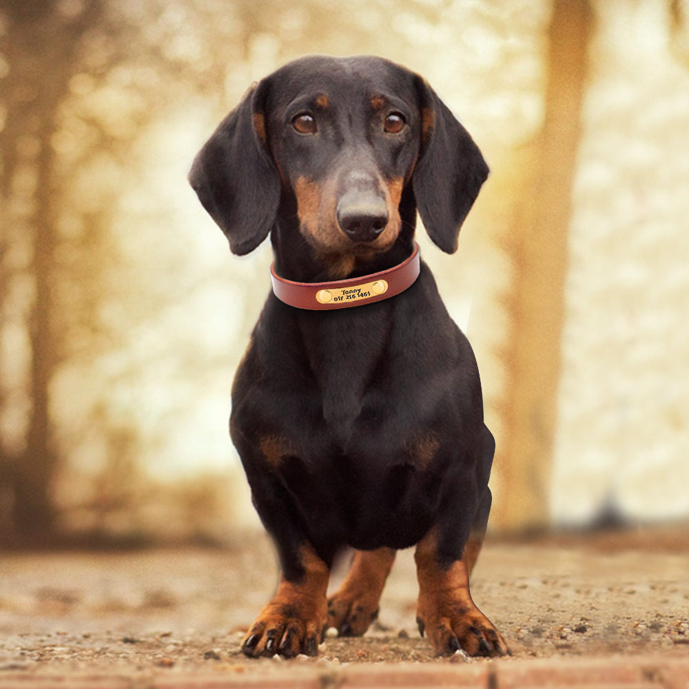 Custom - Leather Collar