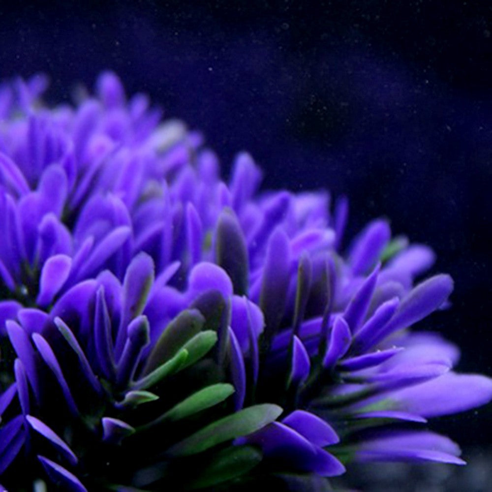 Aquarium Purple Flower